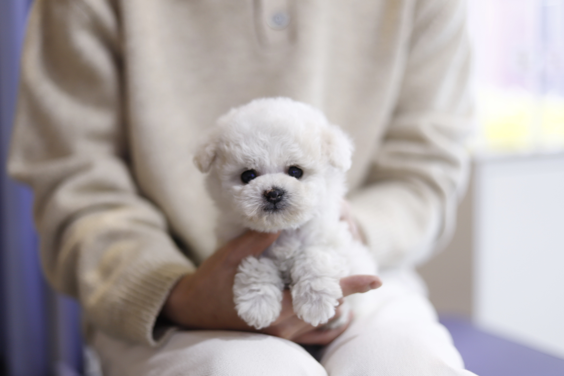 미니비숑 입양합니다