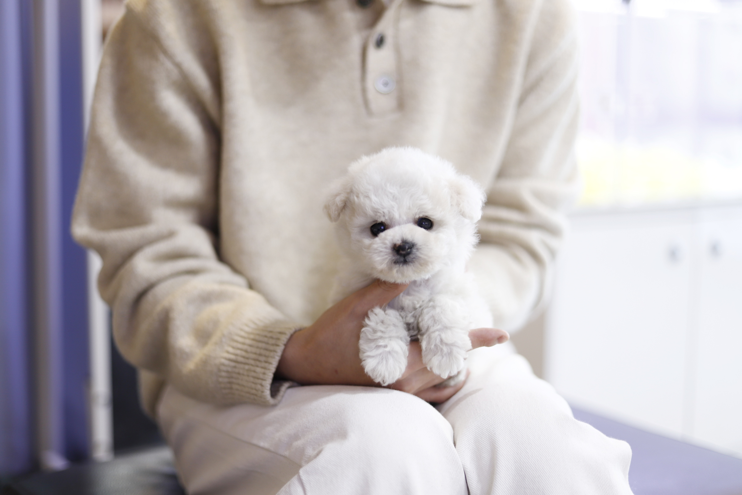 미니비숑 입양합니다