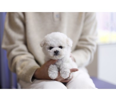 미니비숑 입양합니다