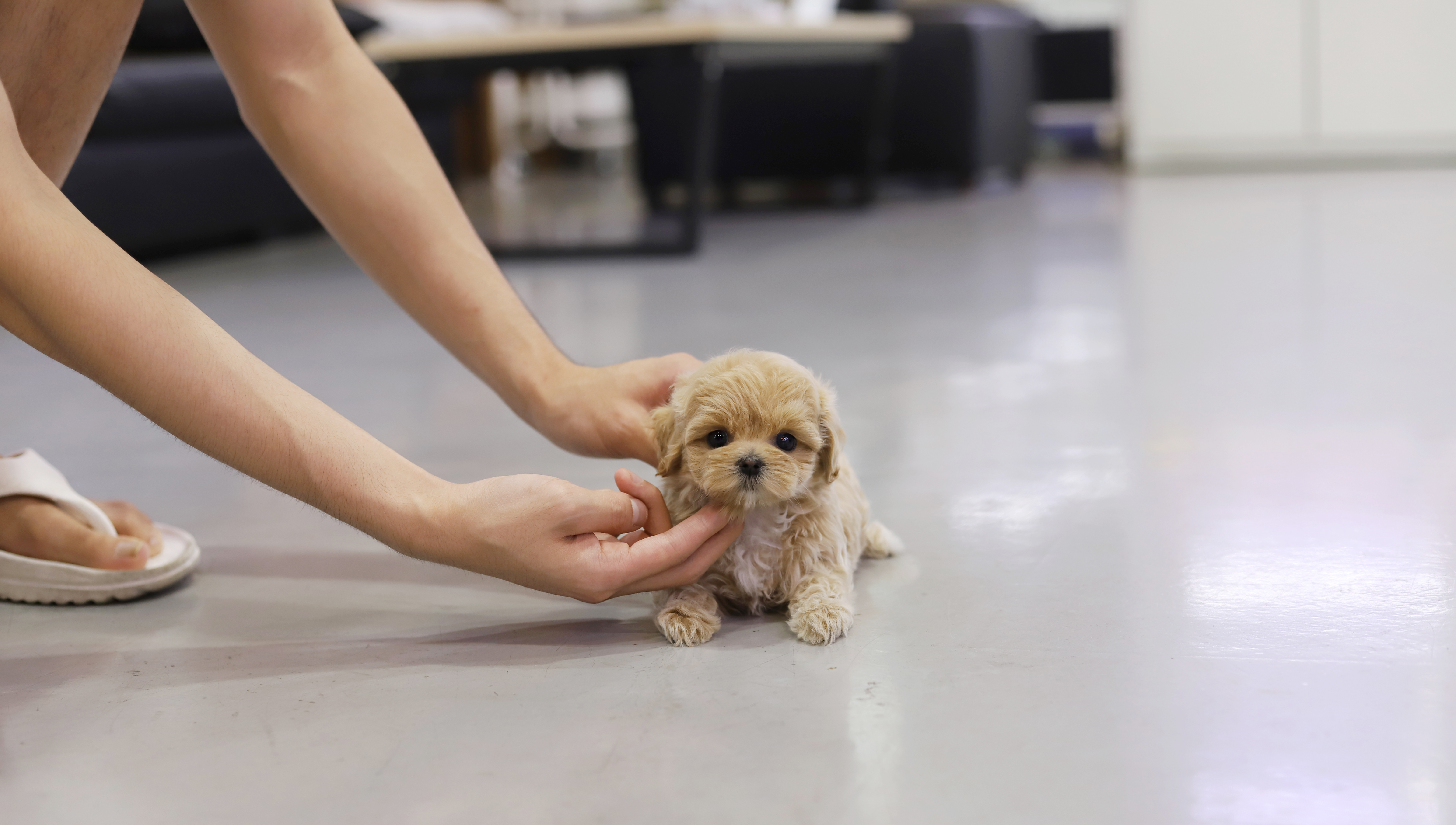 말티푸 입양합니다