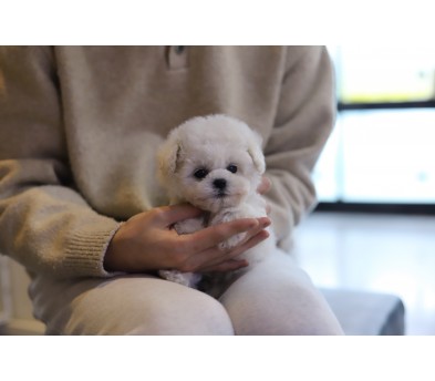 미니비숑 입양합니다