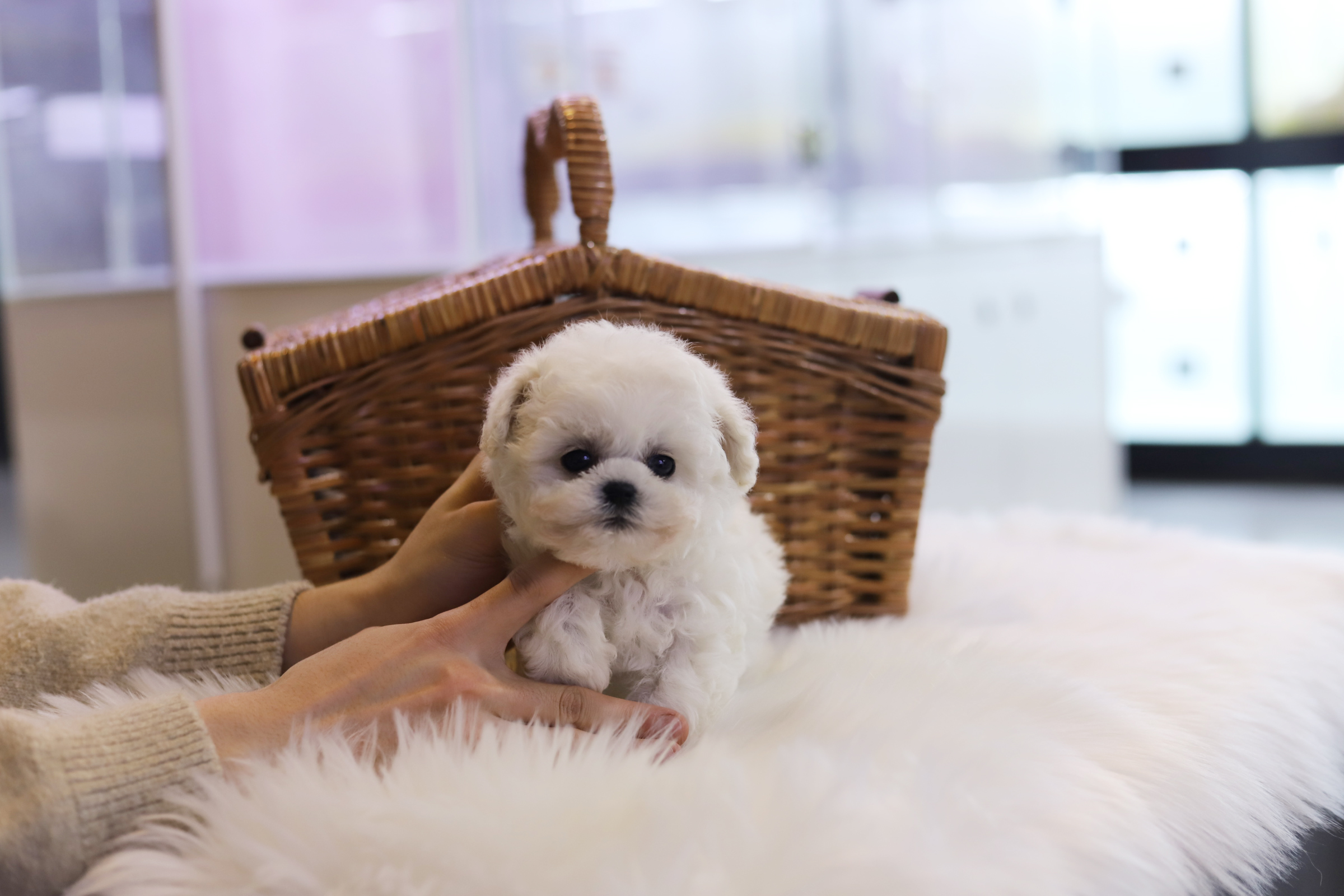 미니비숑 입양합니다