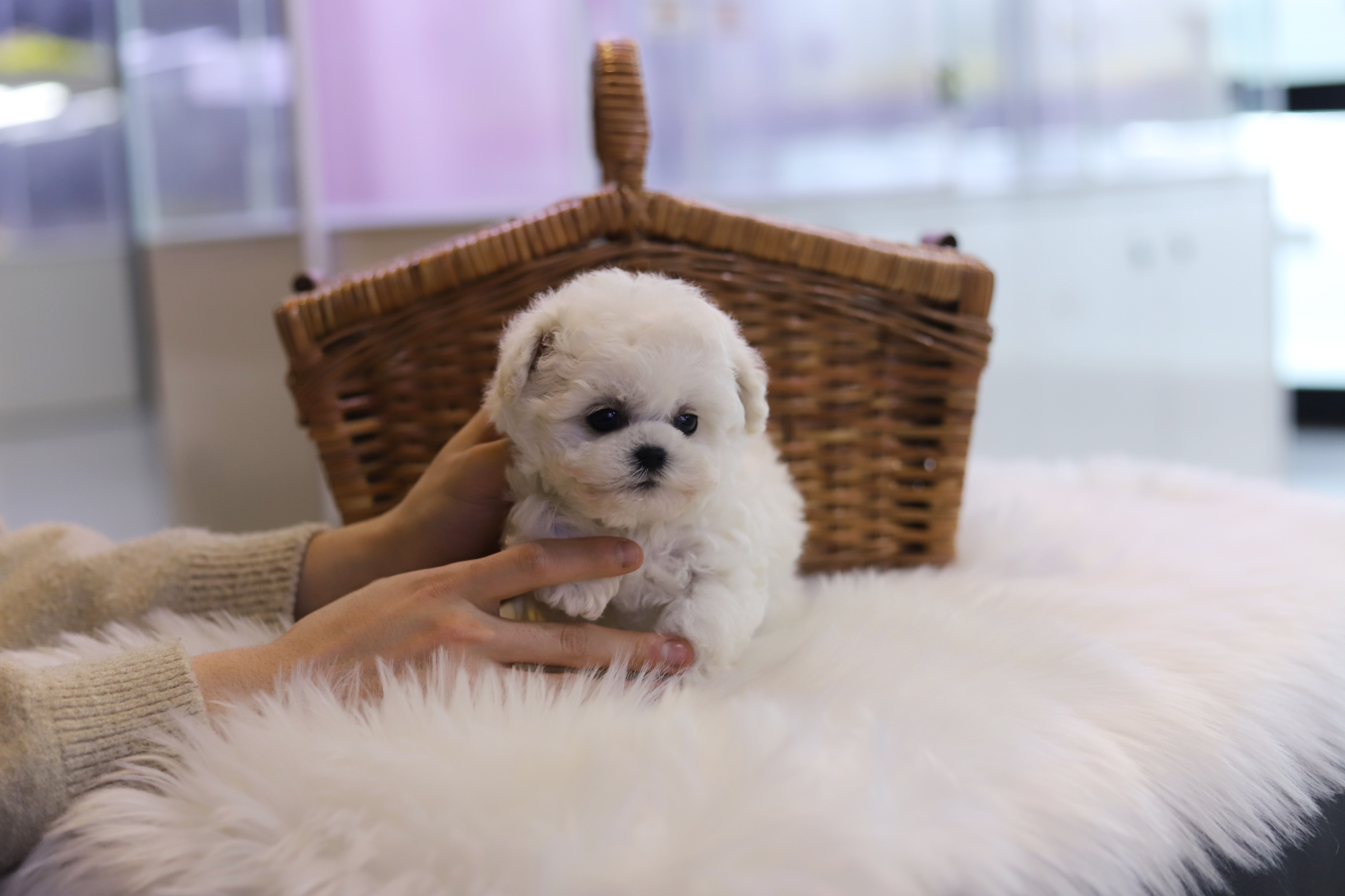 미니비숑 입양합니다