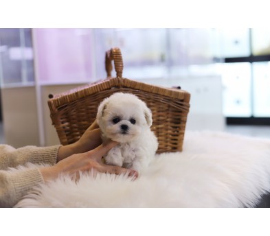 미니비숑 입양합니다