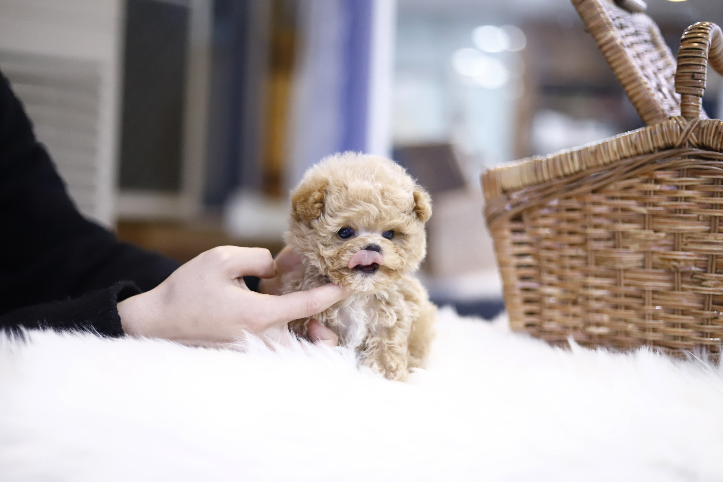 토이푸들 입양합니다