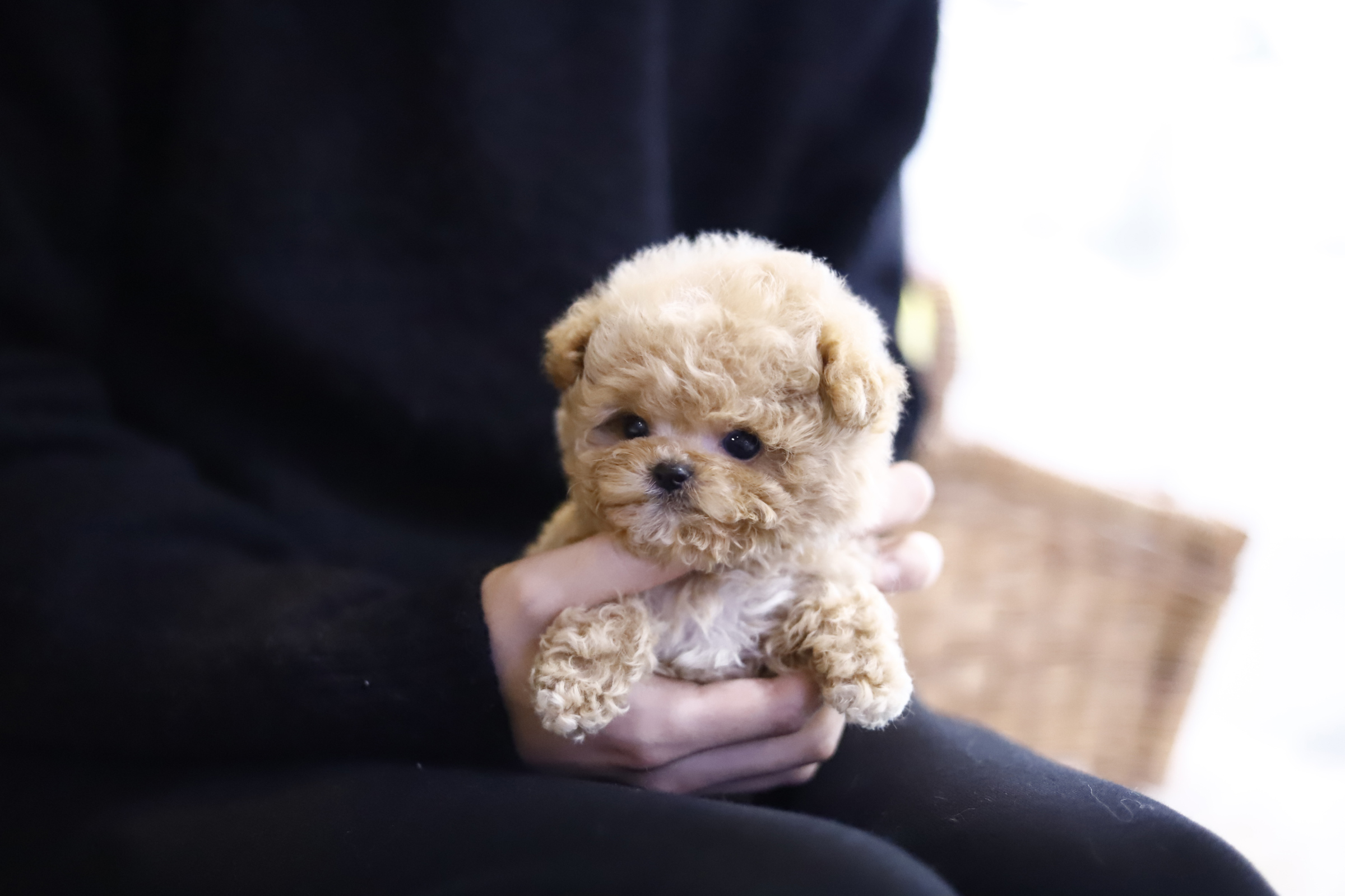 토이푸들 입양합니다