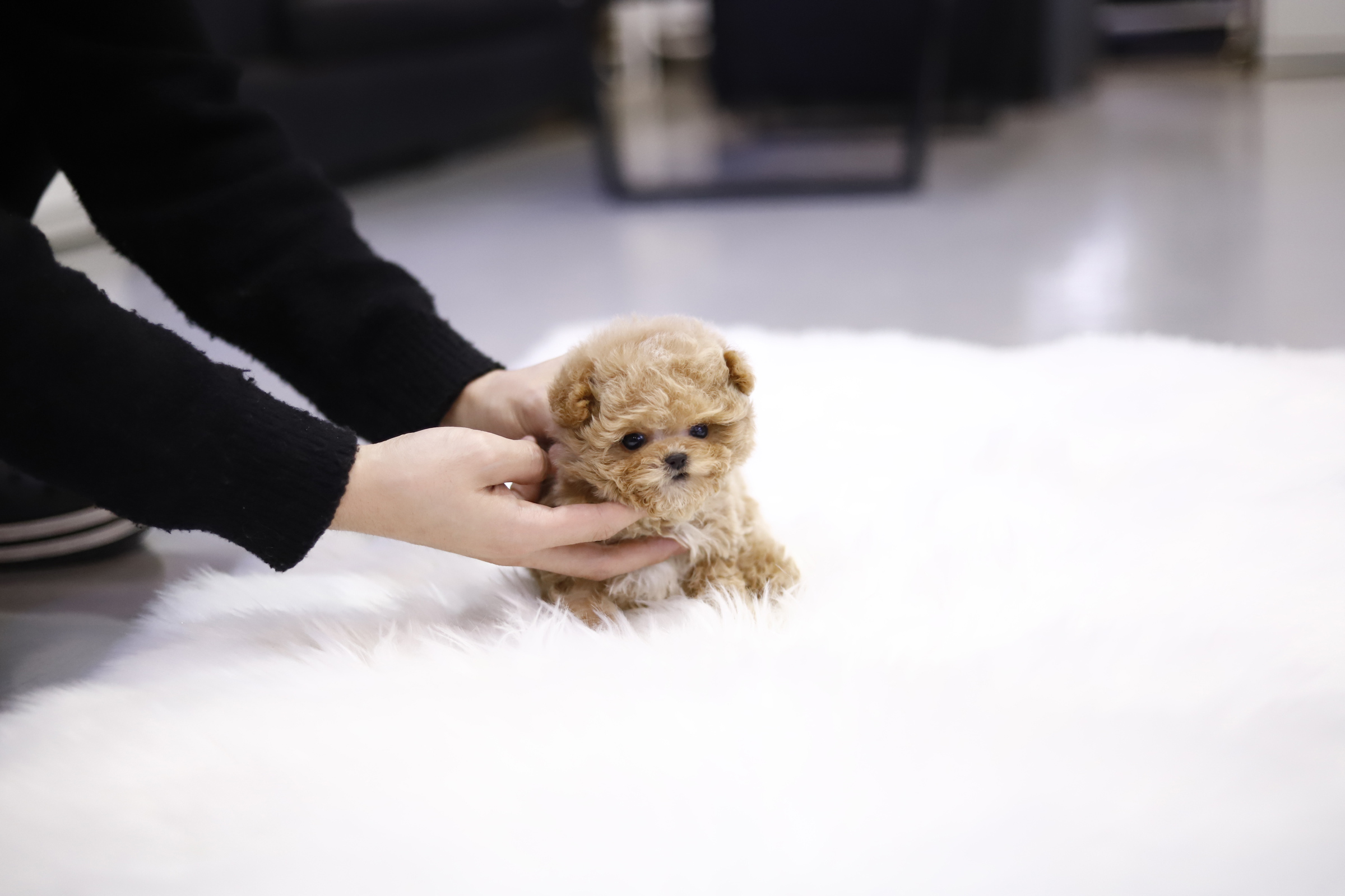 토이푸들 입양합니다