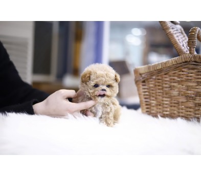 토이푸들 입양합니다