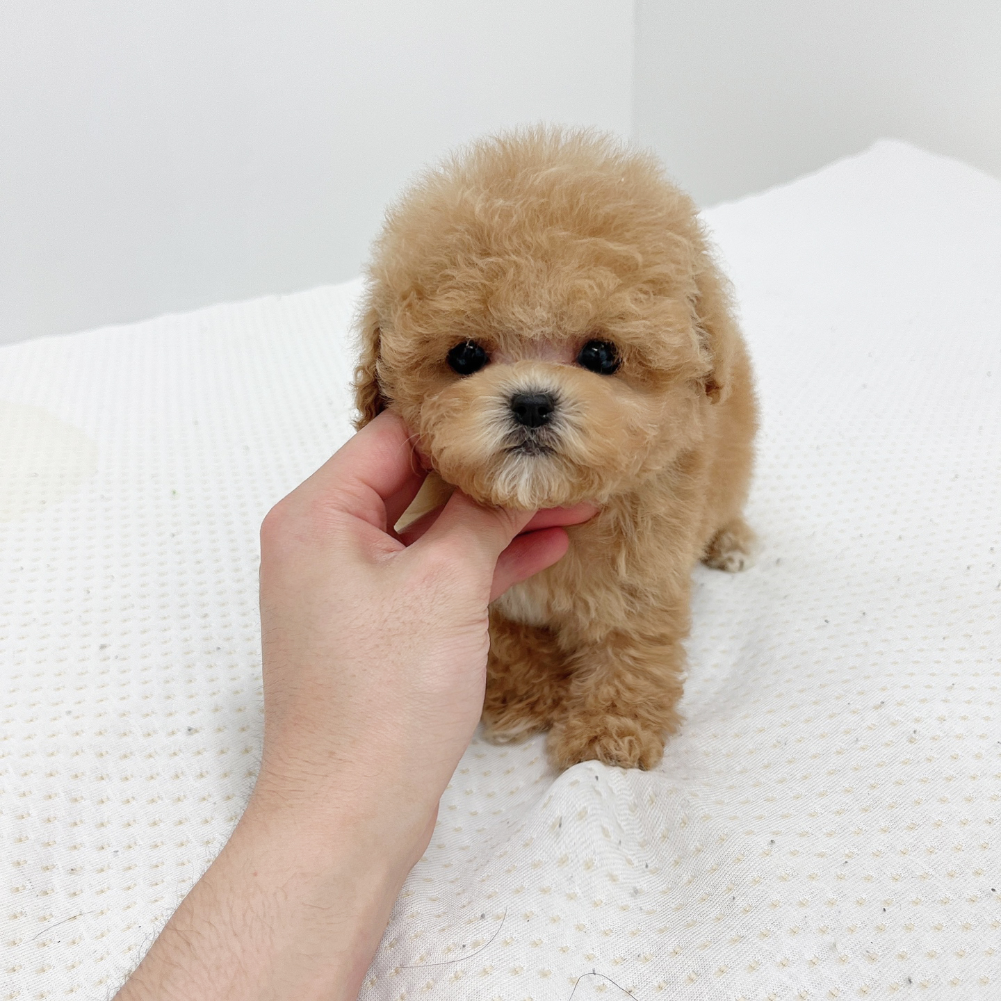 토이푸들 입양합니다