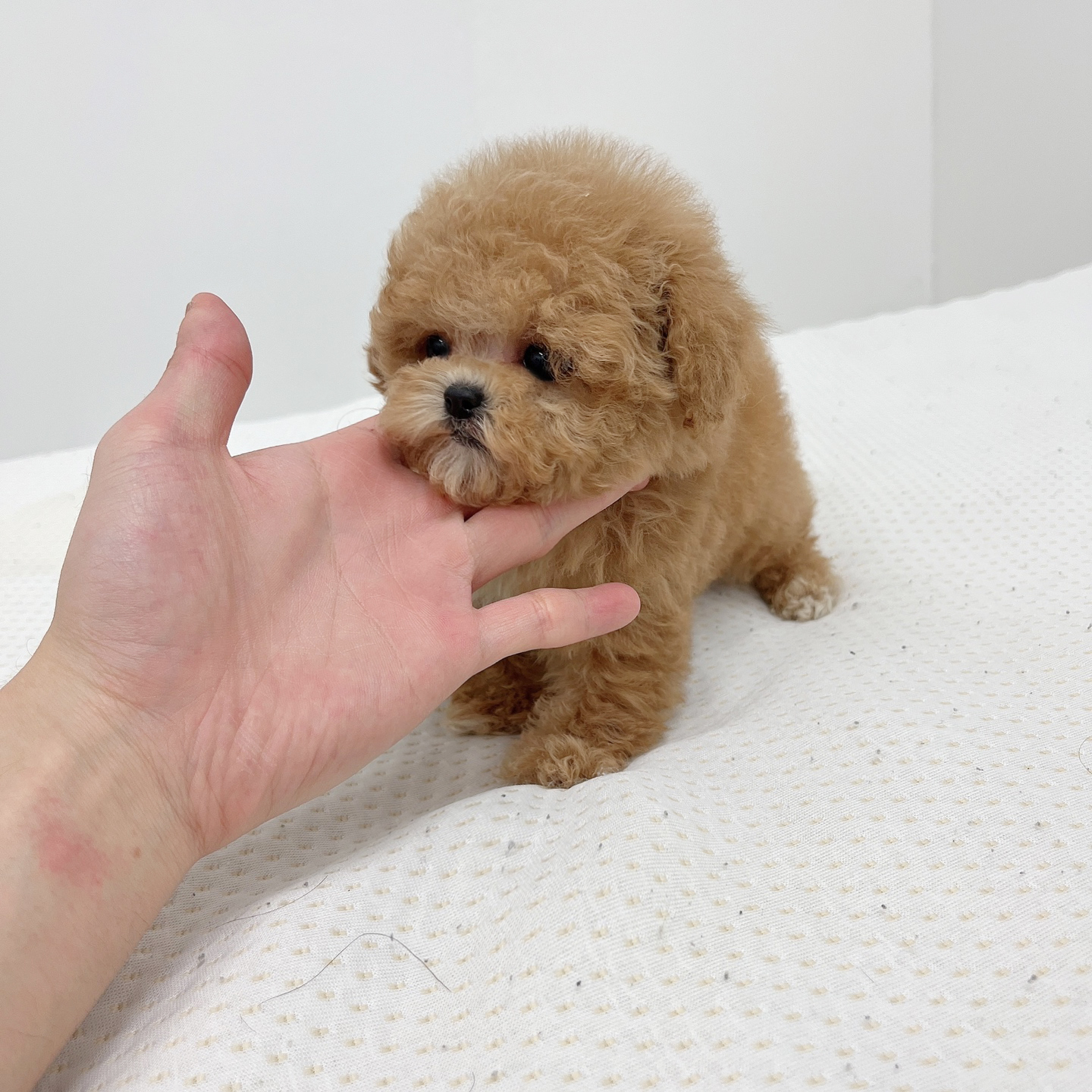 토이푸들 입양합니다