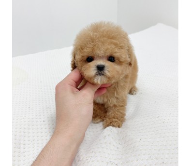 토이푸들 입양합니다