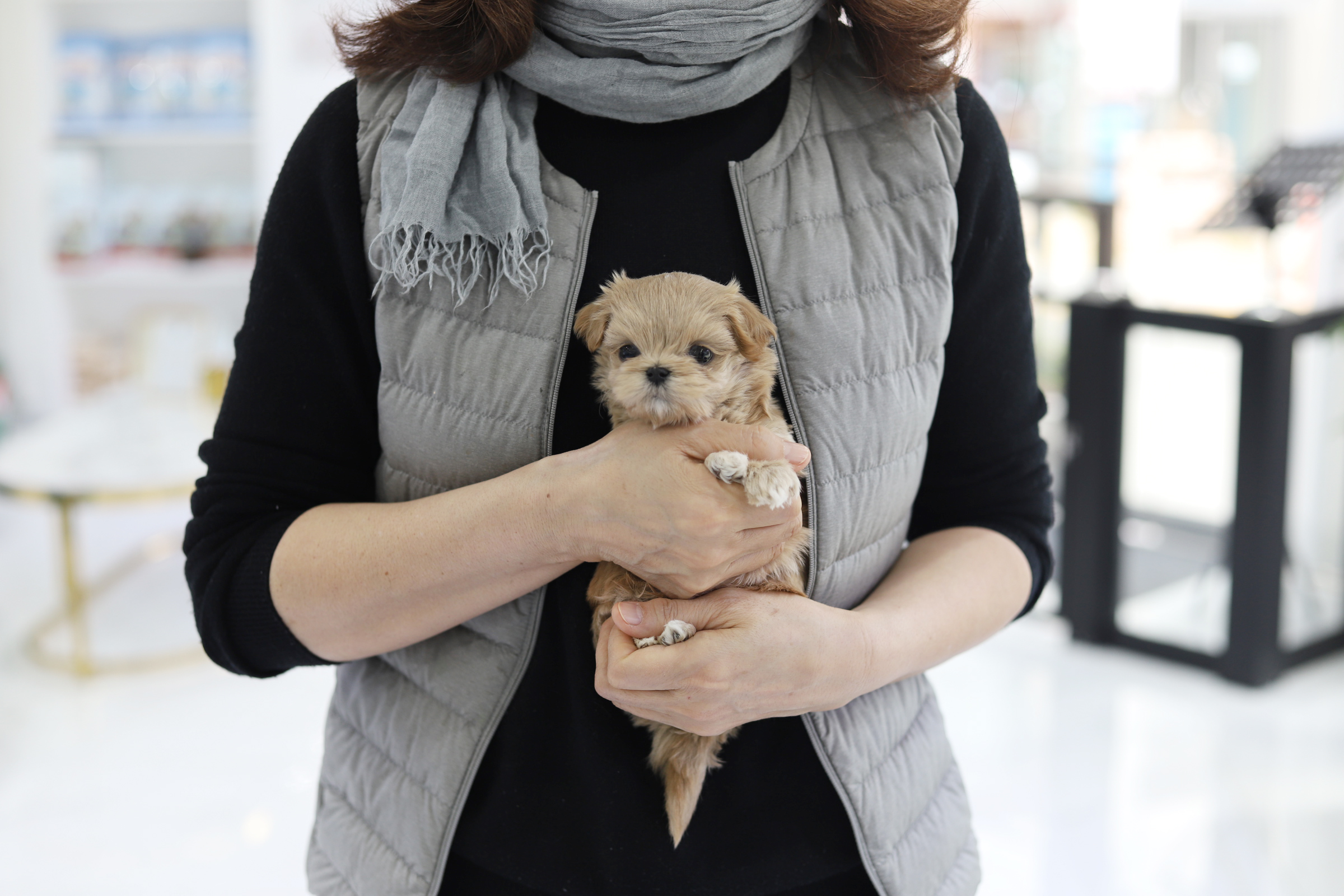 말티푸 입양합니다