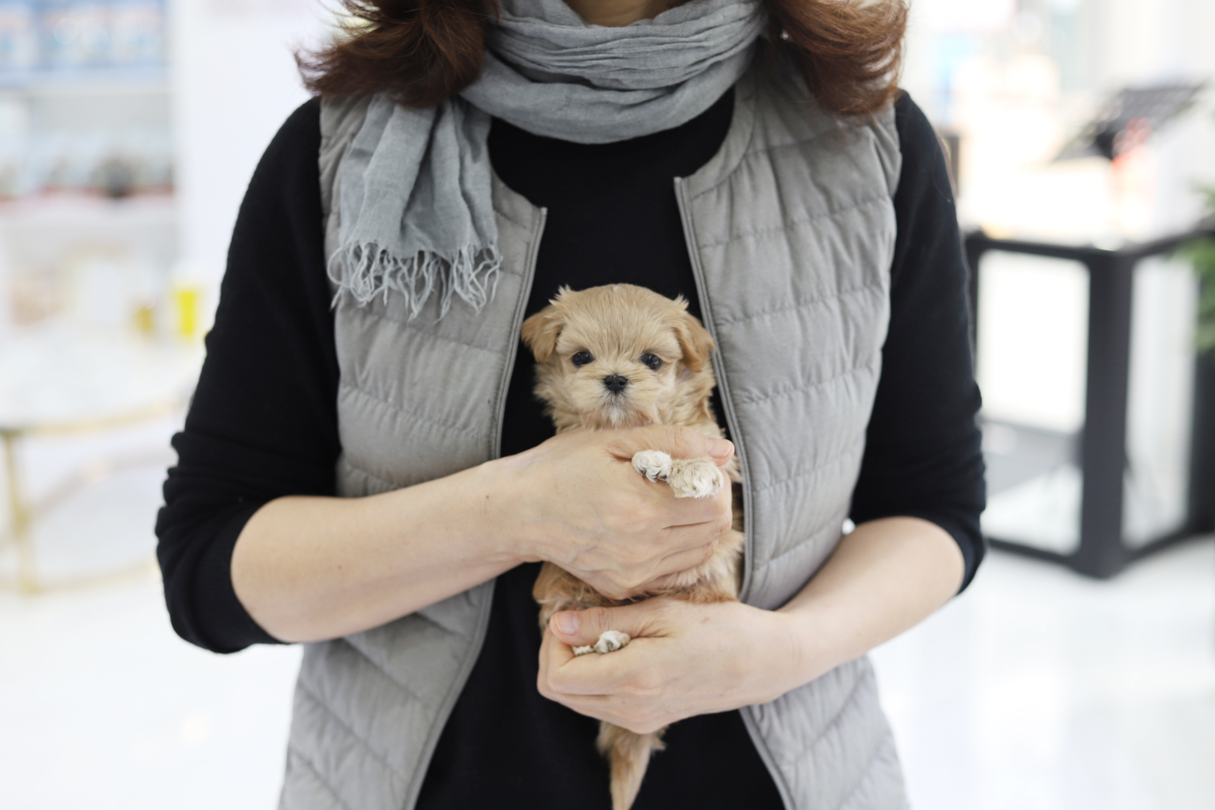 말티푸 입양합니다