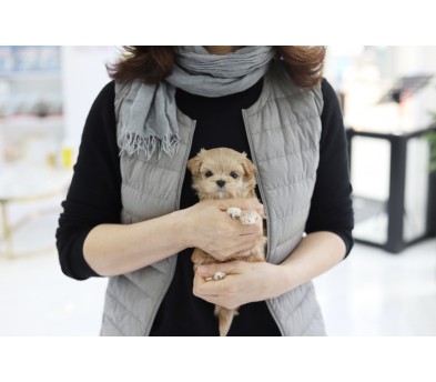 말티푸 입양합니다