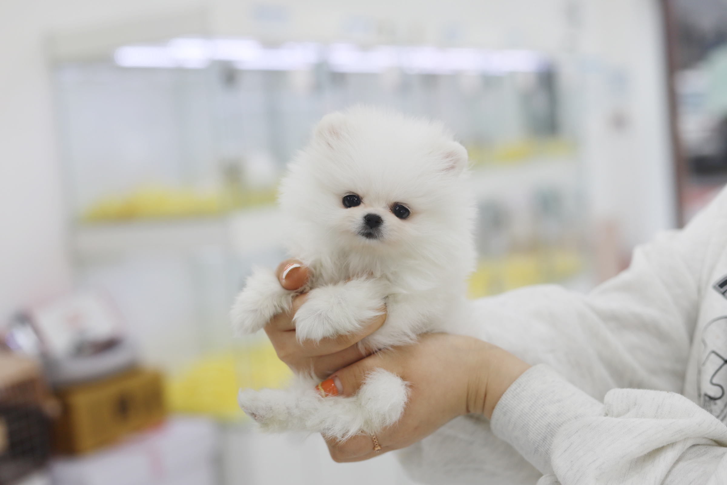 포메라니안 입양합니다