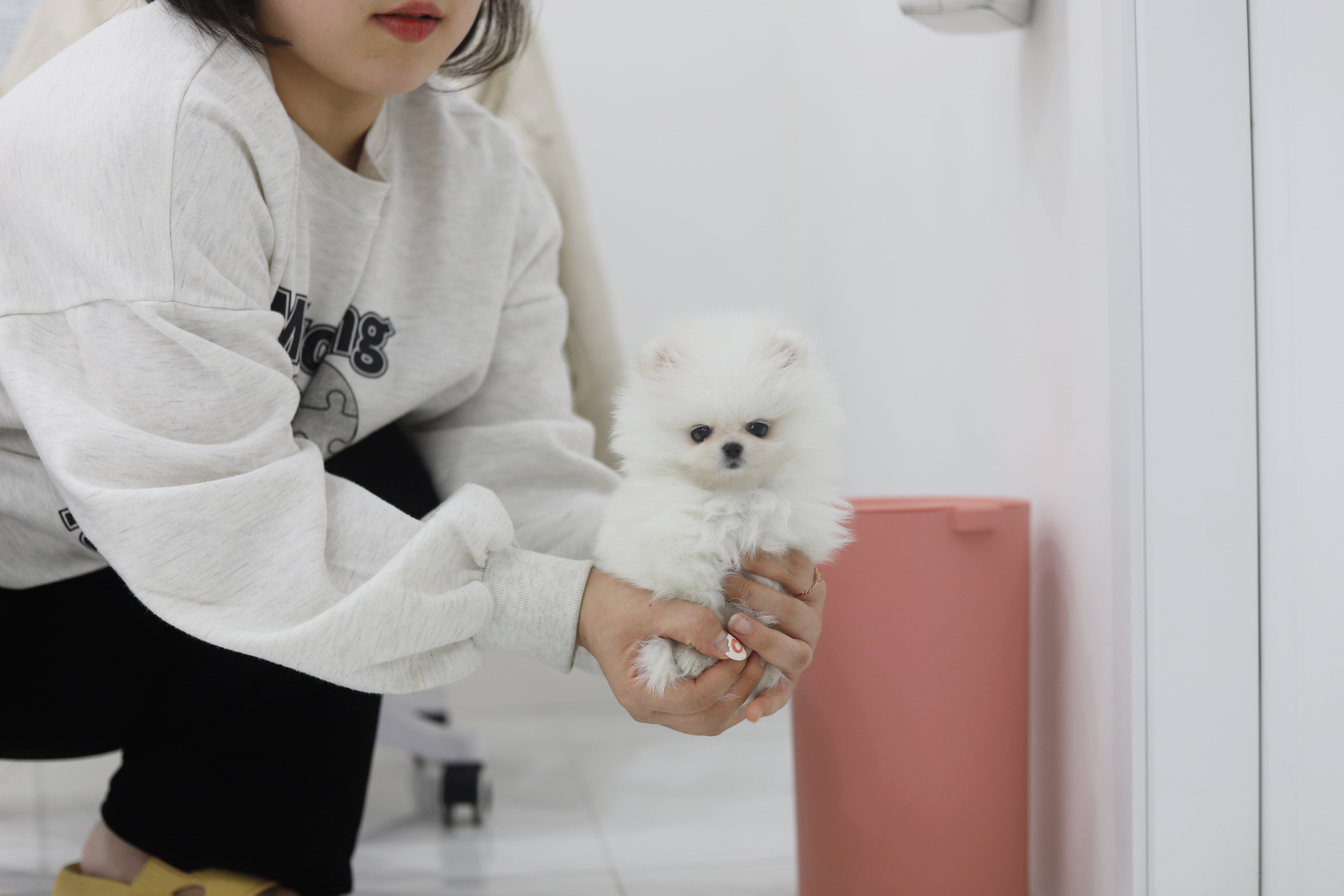 포메라니안 입양합니다