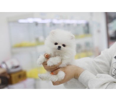 포메라니안 입양합니다