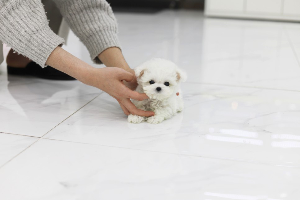 미니비숑 입양합니다