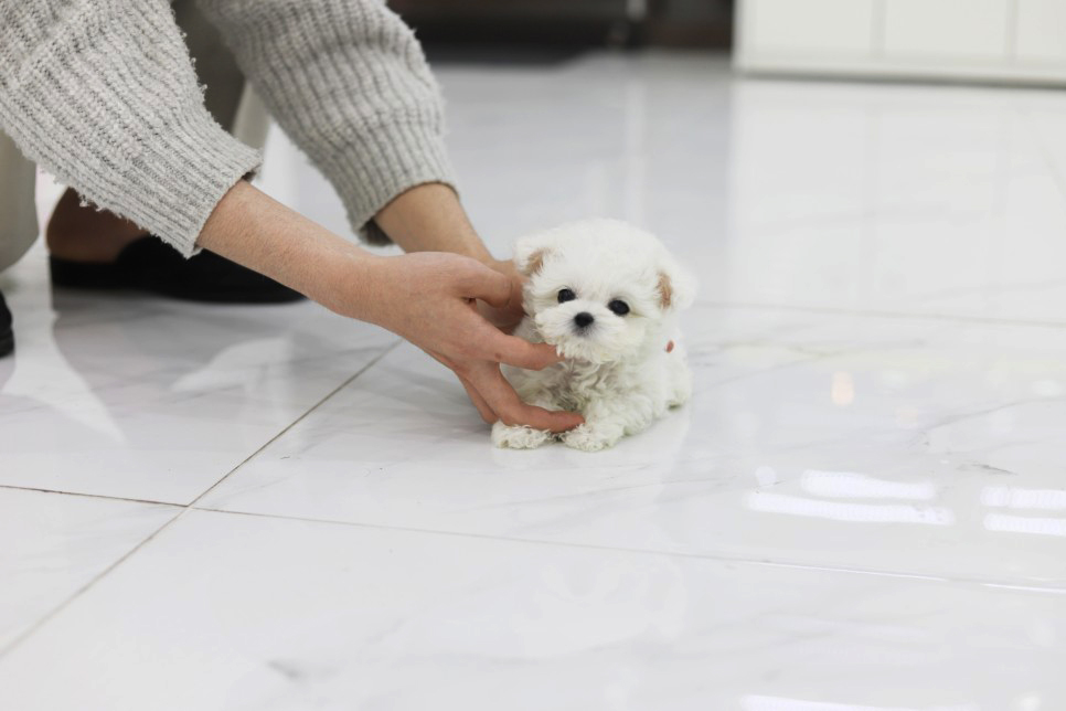 미니비숑 입양합니다