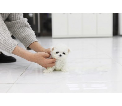 미니비숑 입양합니다