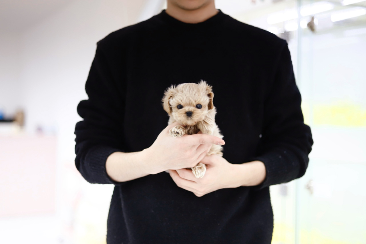 말티푸 입양합니다