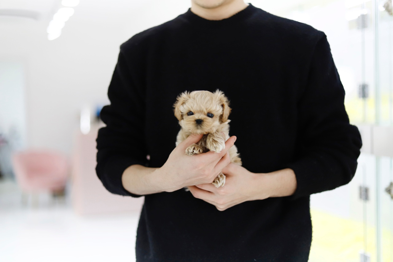 말티푸 입양합니다