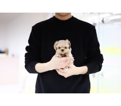 말티푸 입양합니다