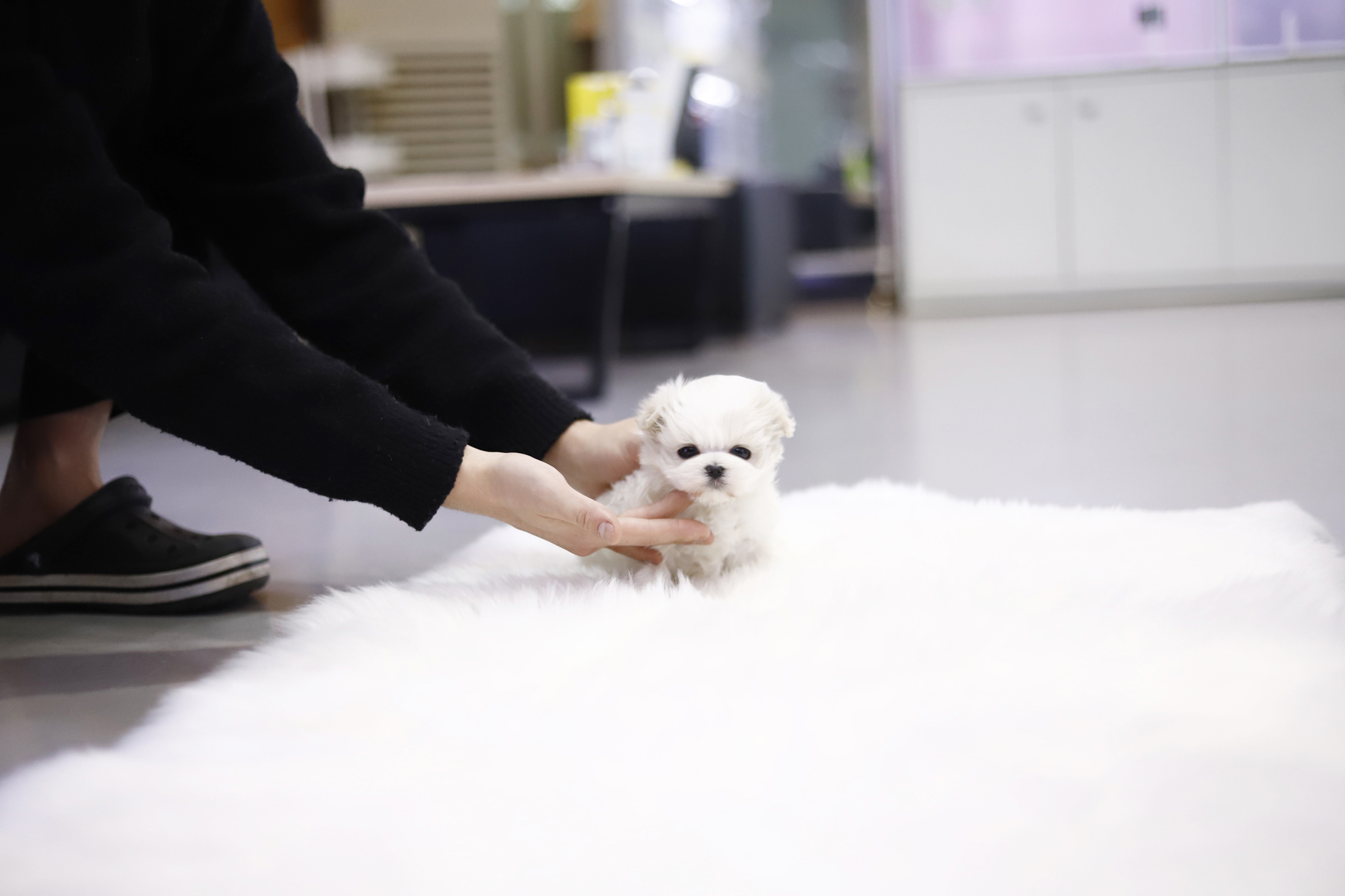 말티즈 입양합니다