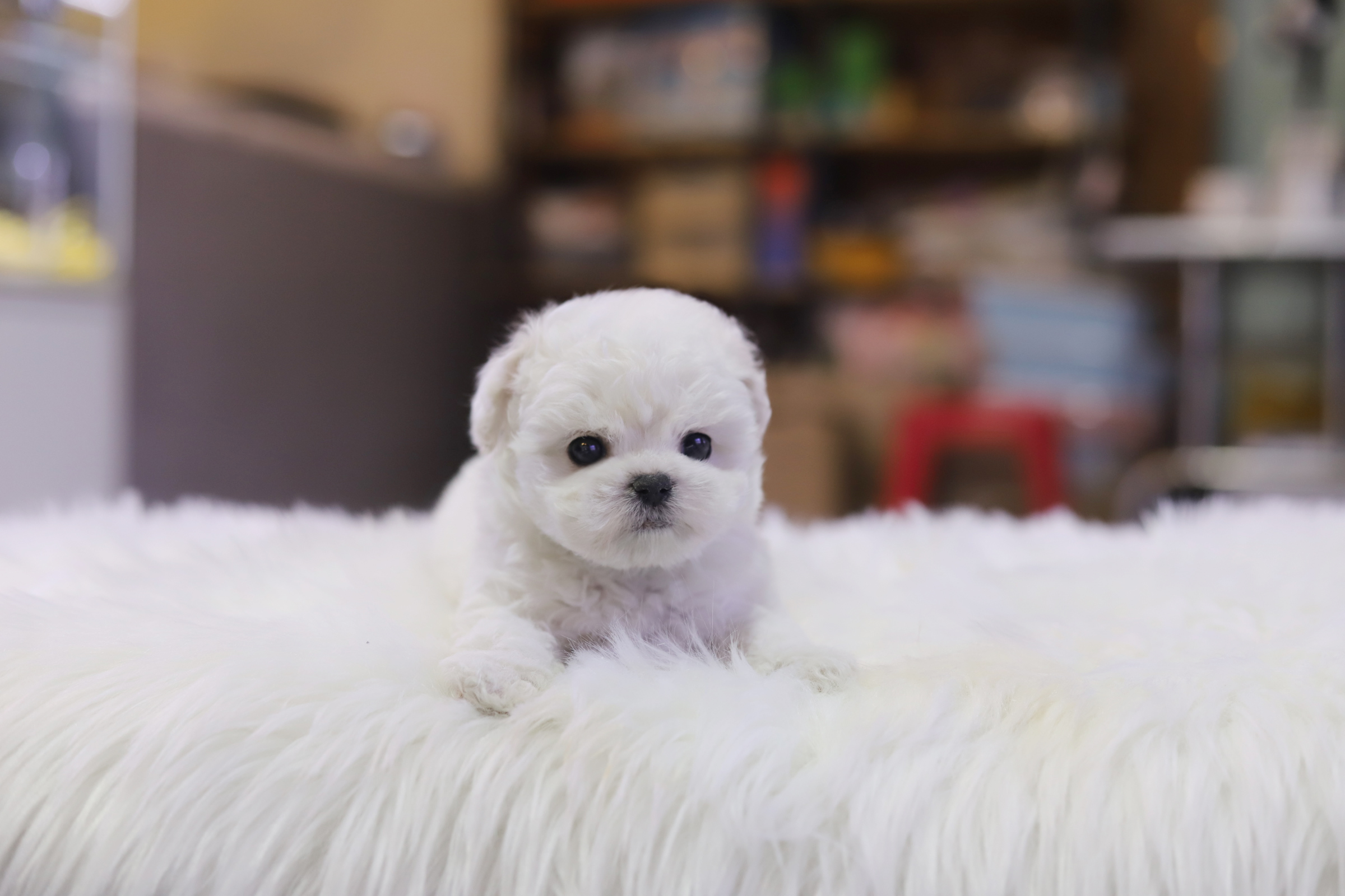 미니비숑 입양합니다