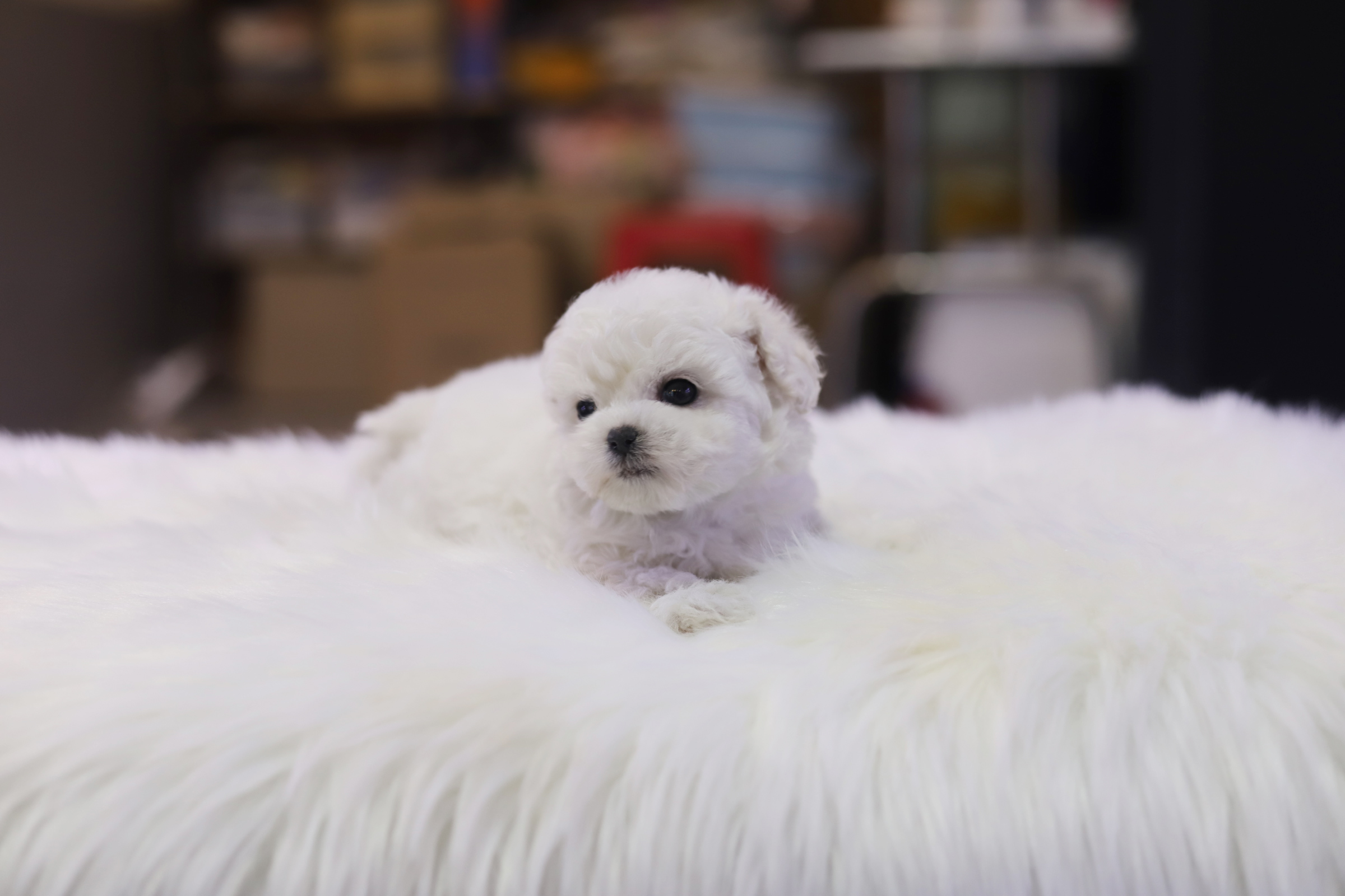 미니비숑 입양합니다