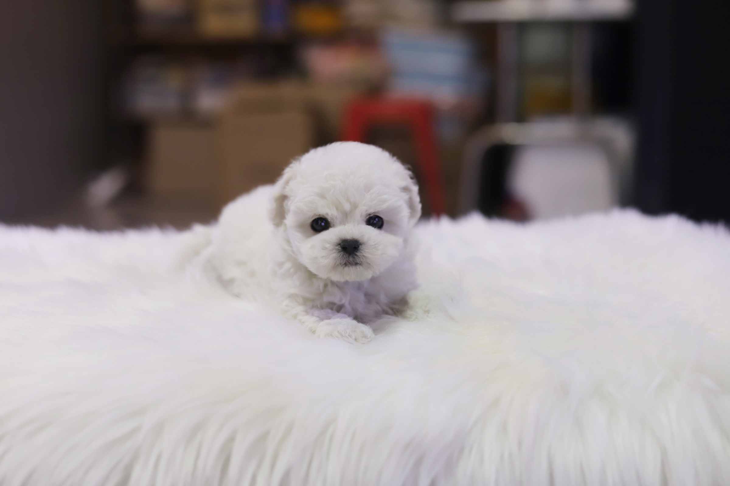 미니비숑 입양합니다