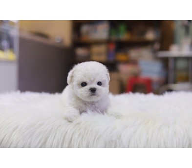 미니비숑 입양합니다