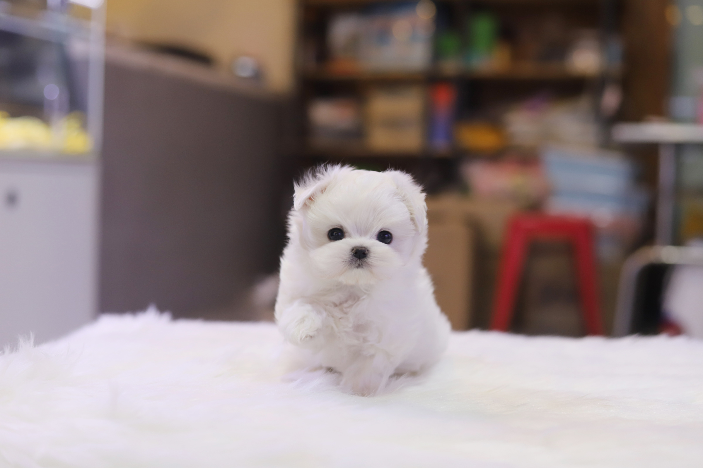 말티즈 입양합니다