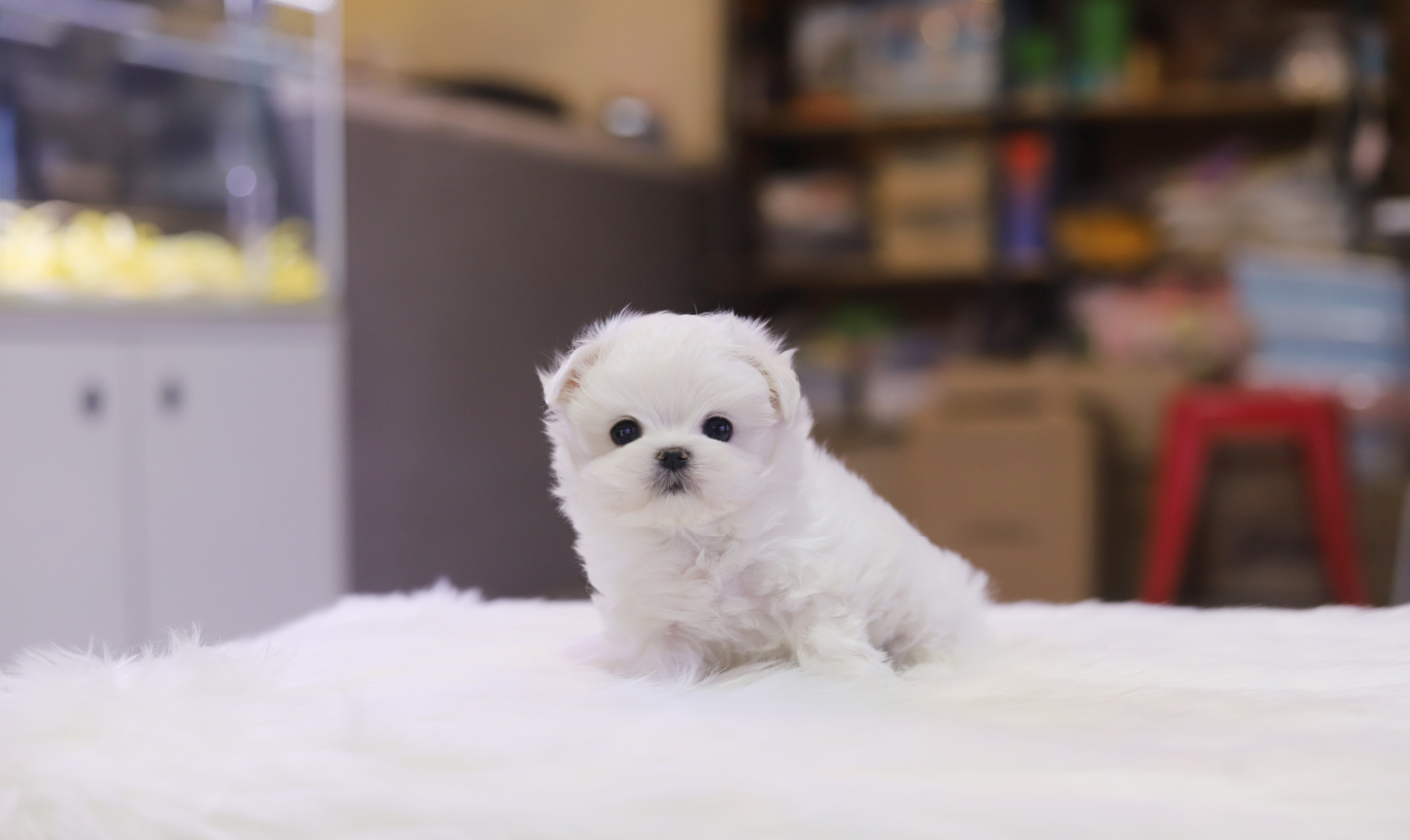 말티즈 입양합니다