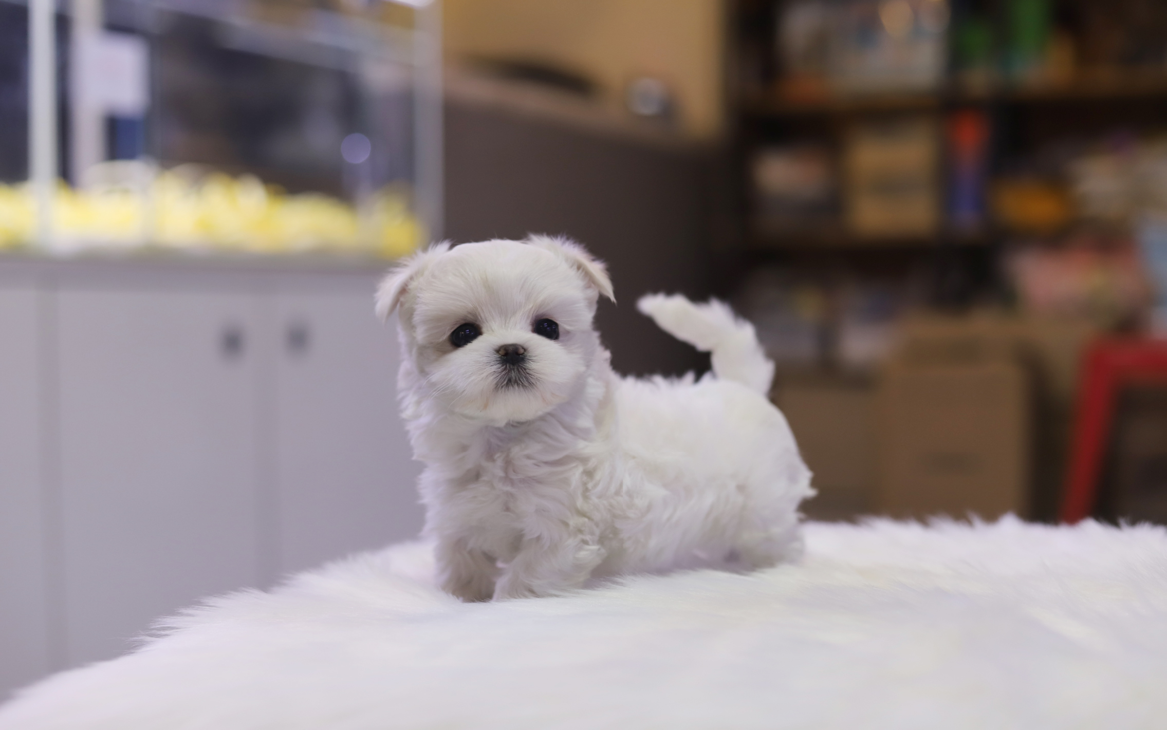 말티즈 입양합니다