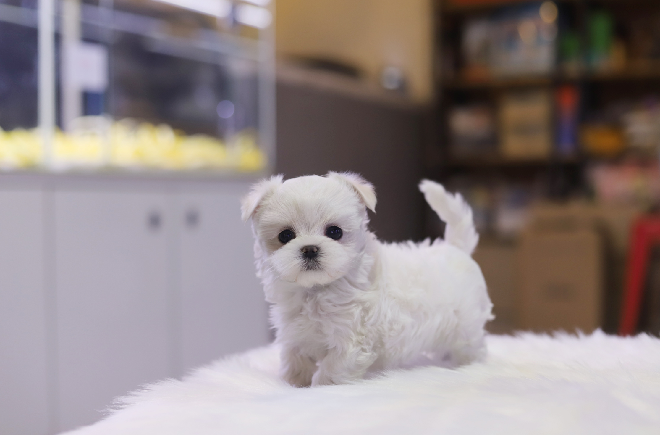 말티즈 입양합니다