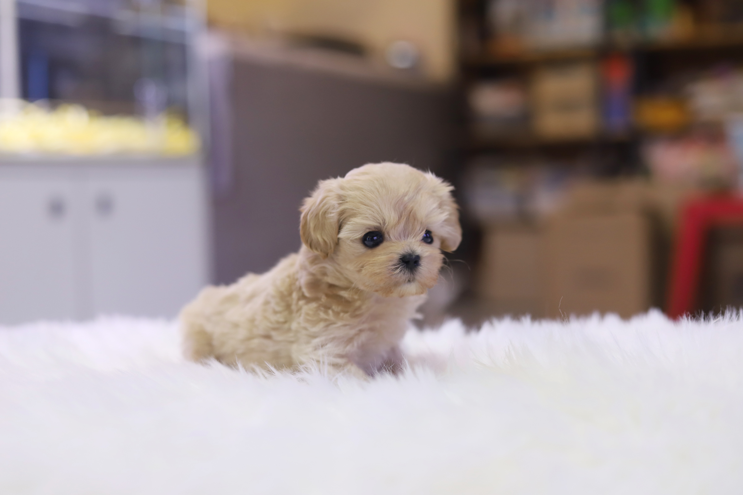 말티푸 입양합니다