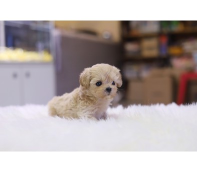 말티푸 입양합니다