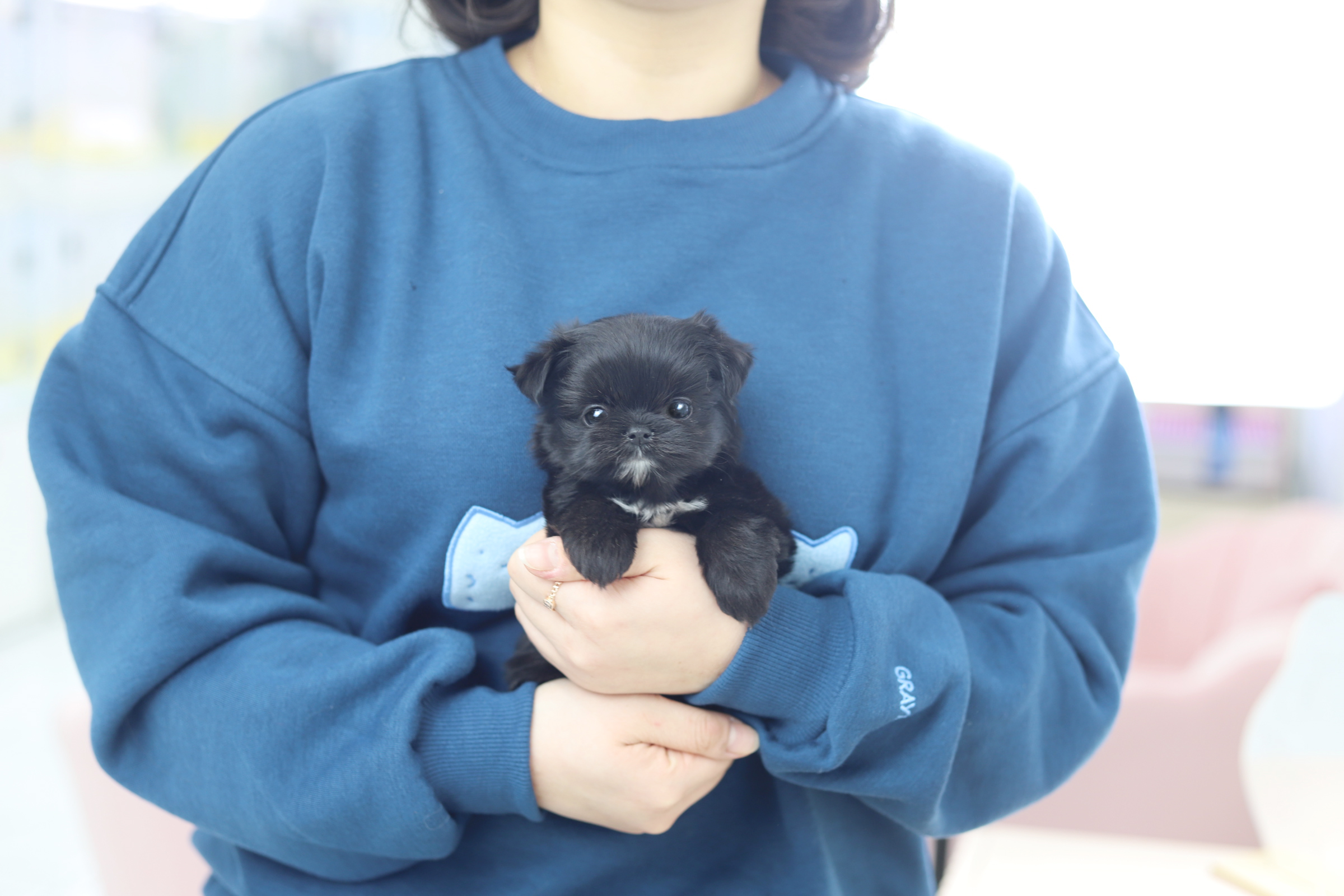 말티푸 입양합니다