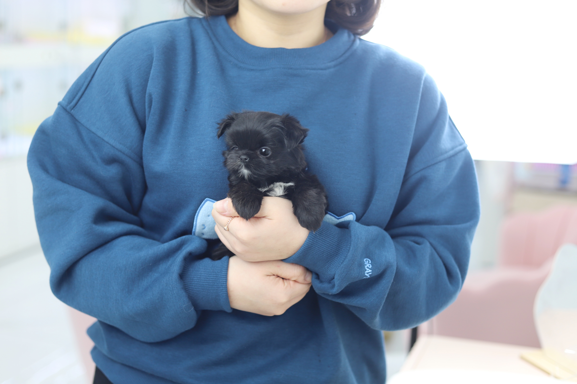 말티푸 입양합니다