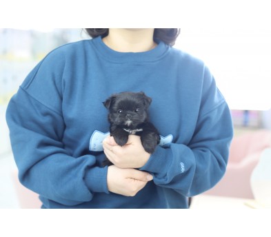 말티푸 입양합니다