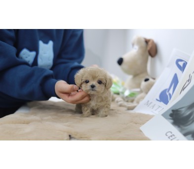 말티푸 입양합니다