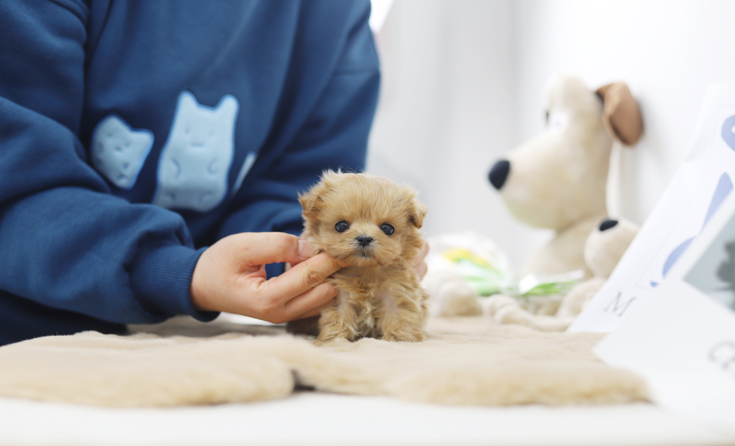 말티푸 입양합니다
