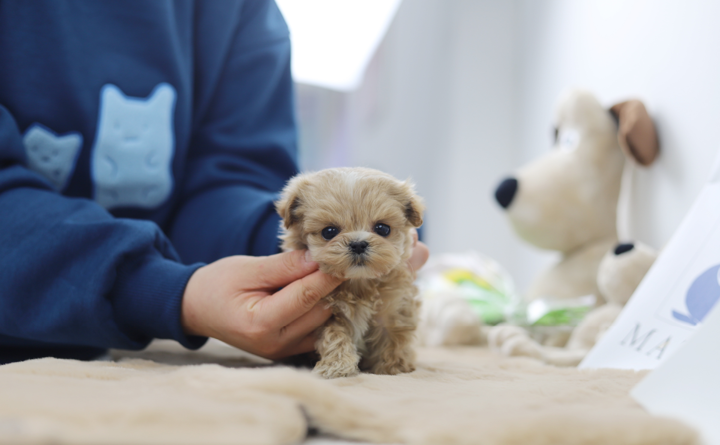 말티푸 입양합니다