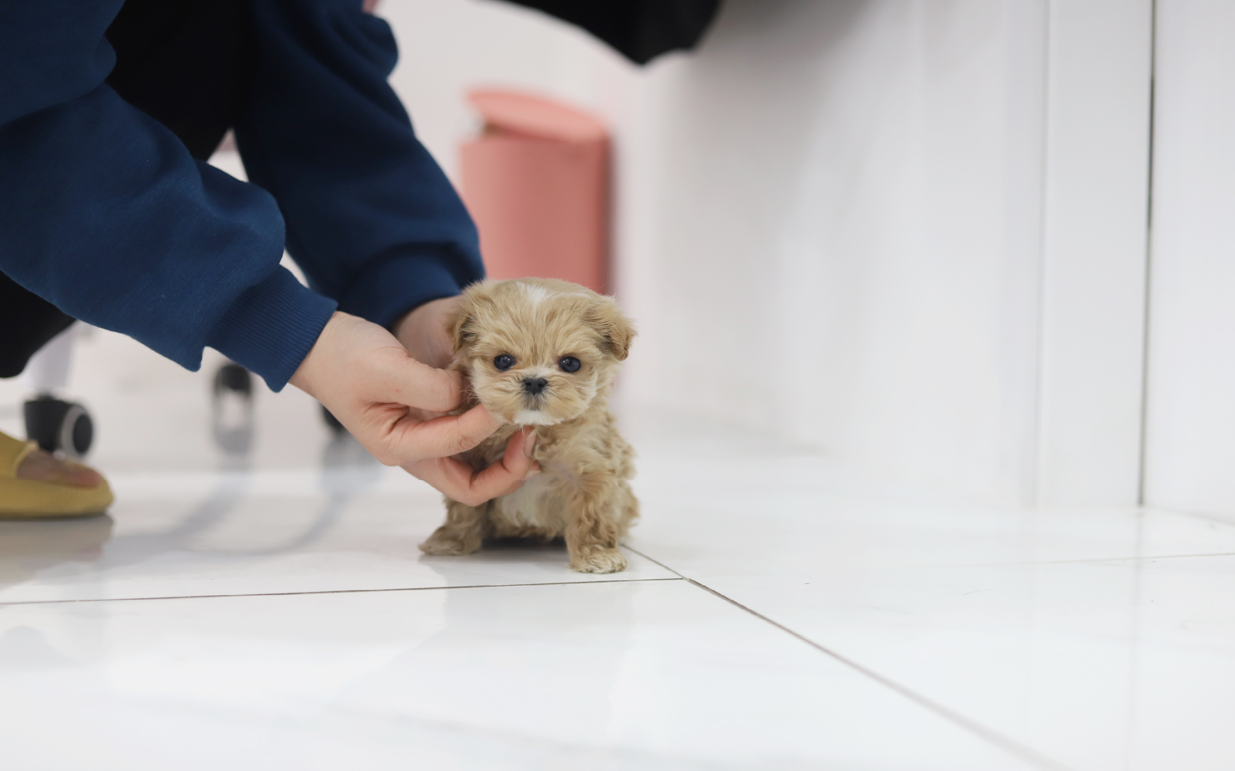 말티푸 입양합니다