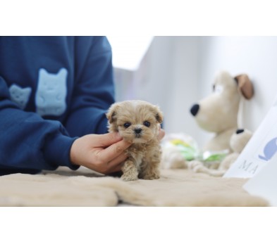 말티푸 입양합니다