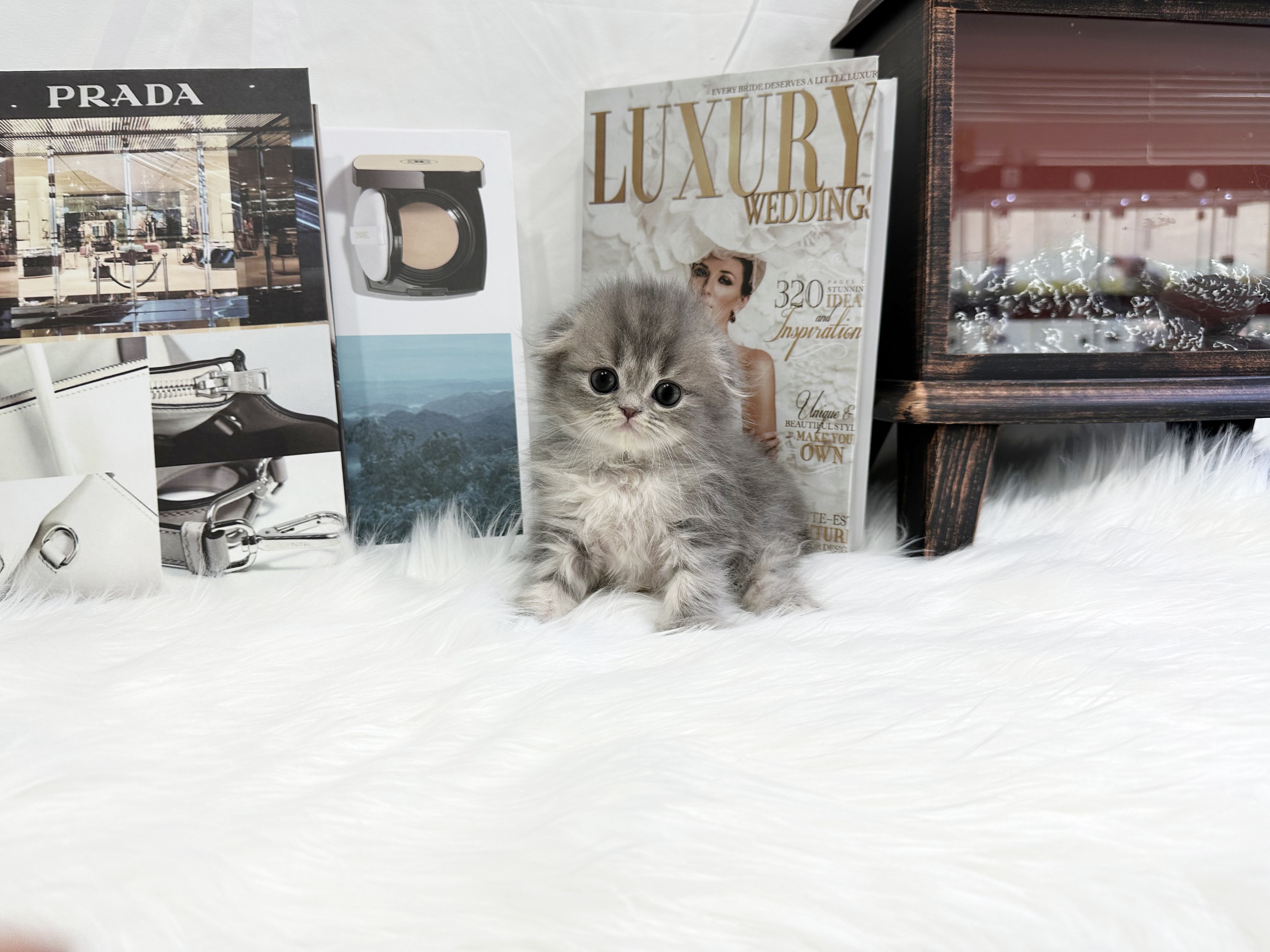 폴드 입양합니다