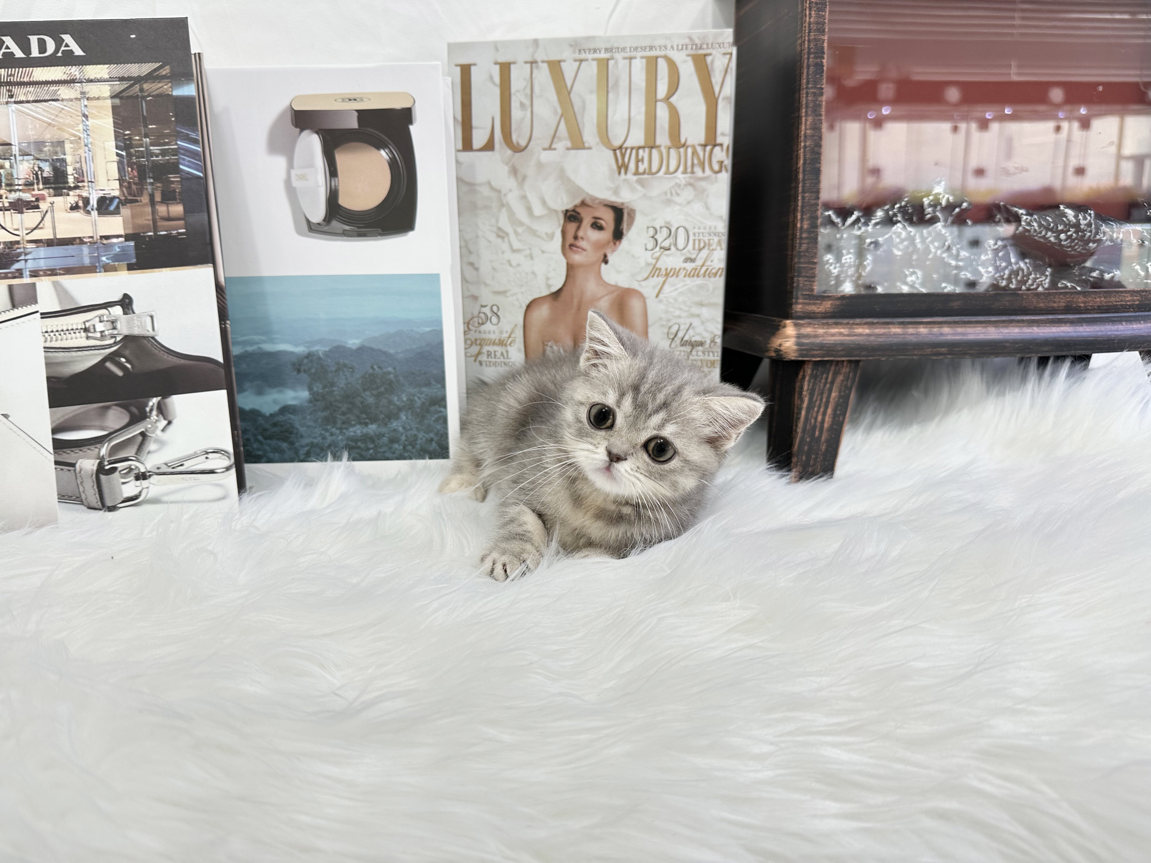 브리티쉬숏헤어 입양합니다