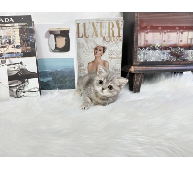 브리티쉬숏헤어 입양합니다