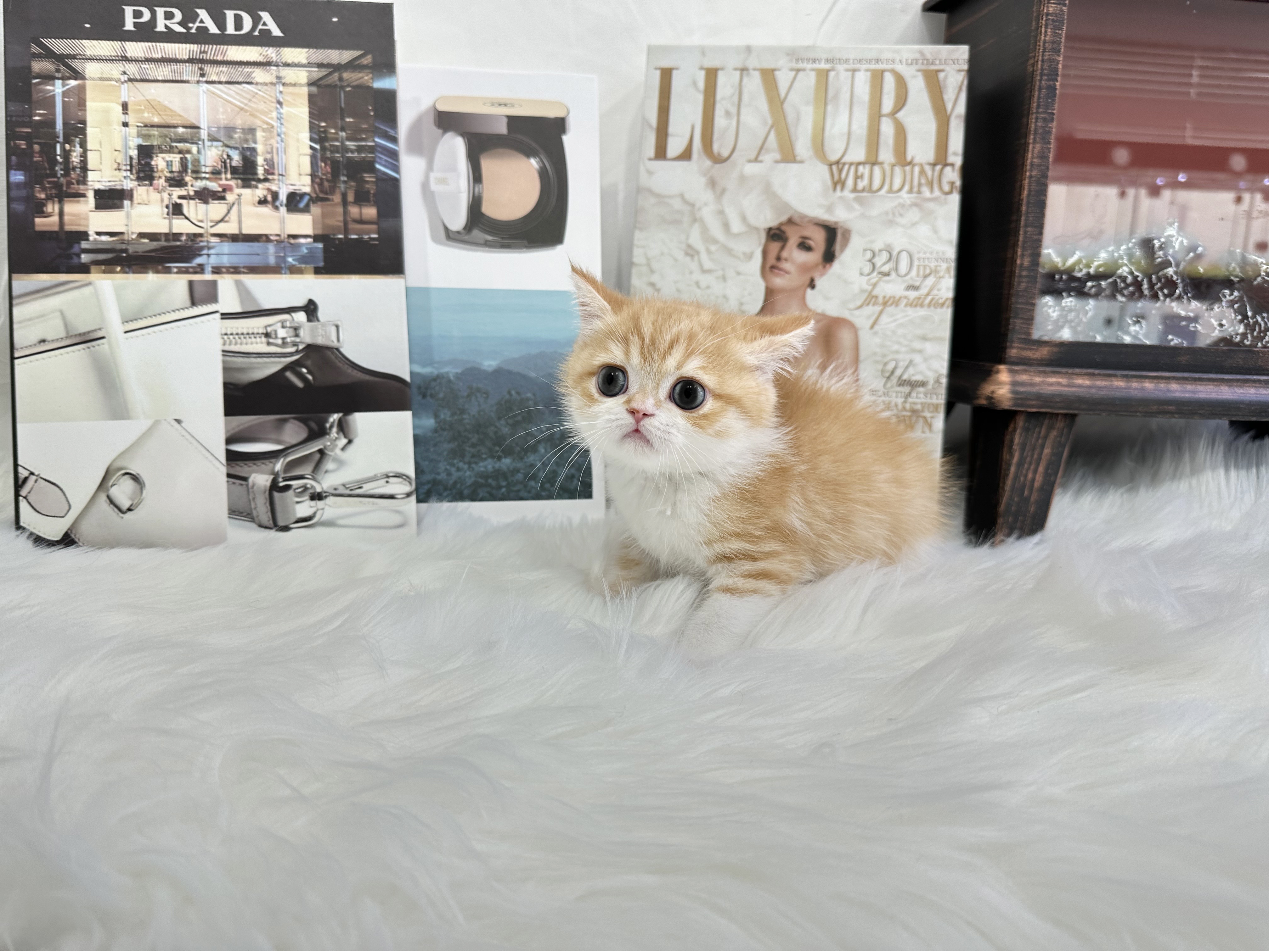 브리티쉬숏헤어 입양합니다